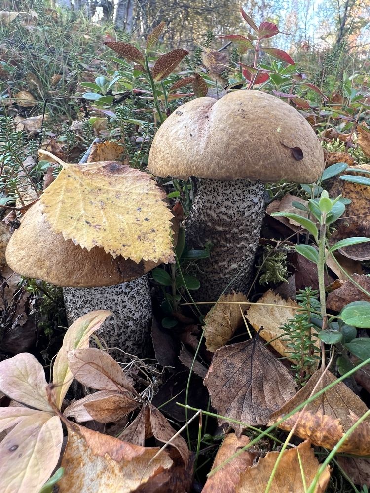 Photograph by Александра Акси