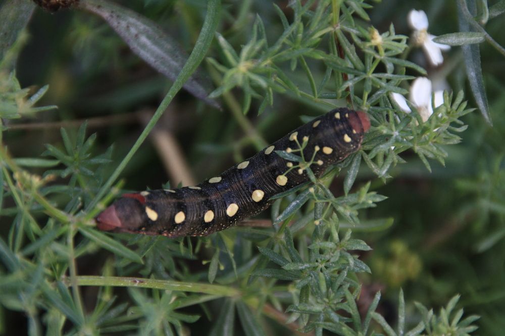 Фотография автора Анастасия Зверева