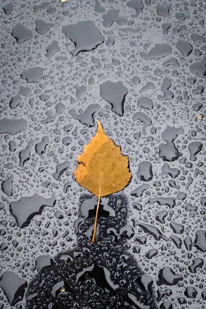 Фотография автора Геннадий Ломеко