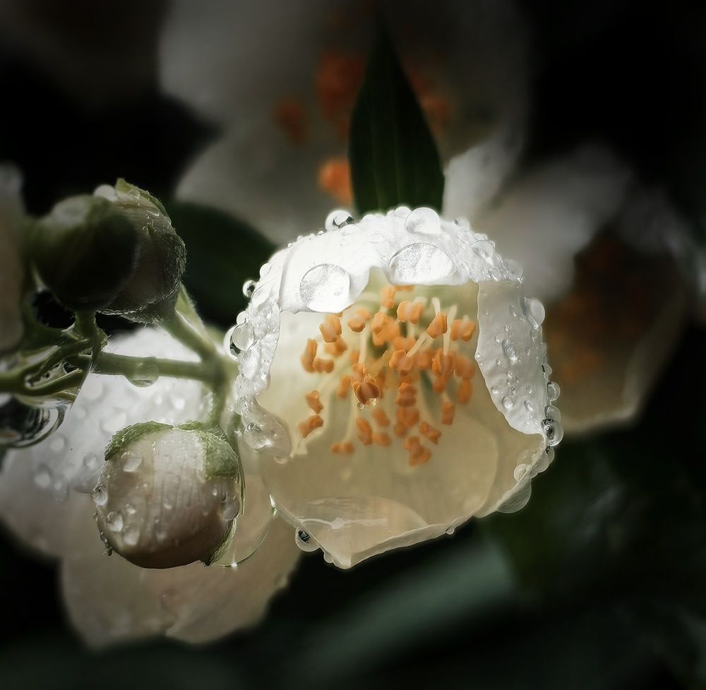 Photograph by Ярославна