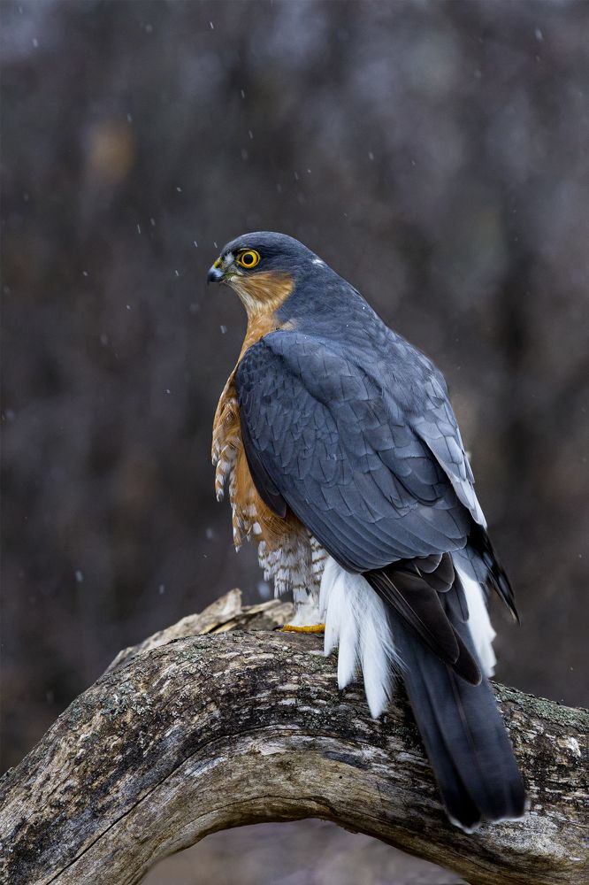 Photograph by Валерий Черняк