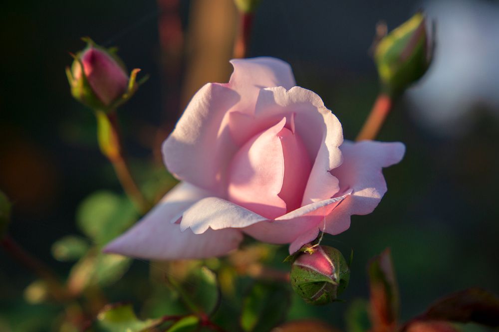 Фотография автора Aleksei Kartashov