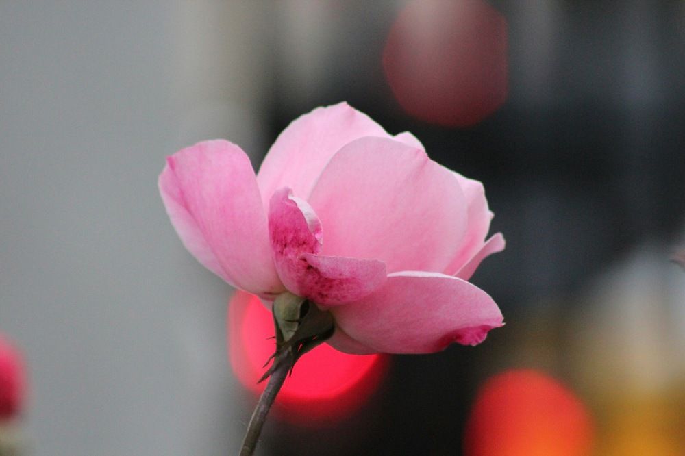 Photograph by Александра Тимошенко