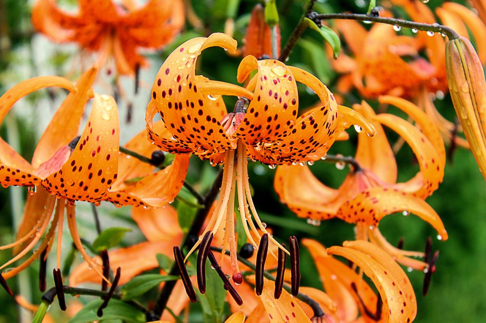 Photograph by Мария Самолевич