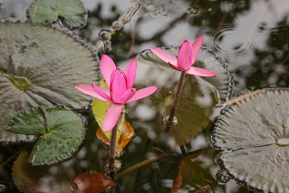 Фотография автора Aleksei Kartashov