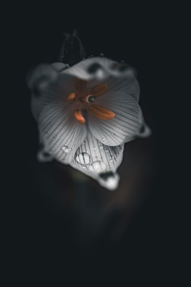 Photograph by Manzoni Paolo