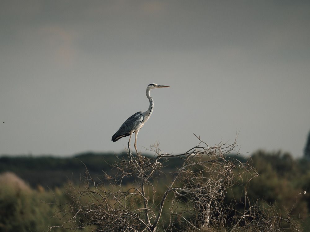 Photograph by Katherine Erlich