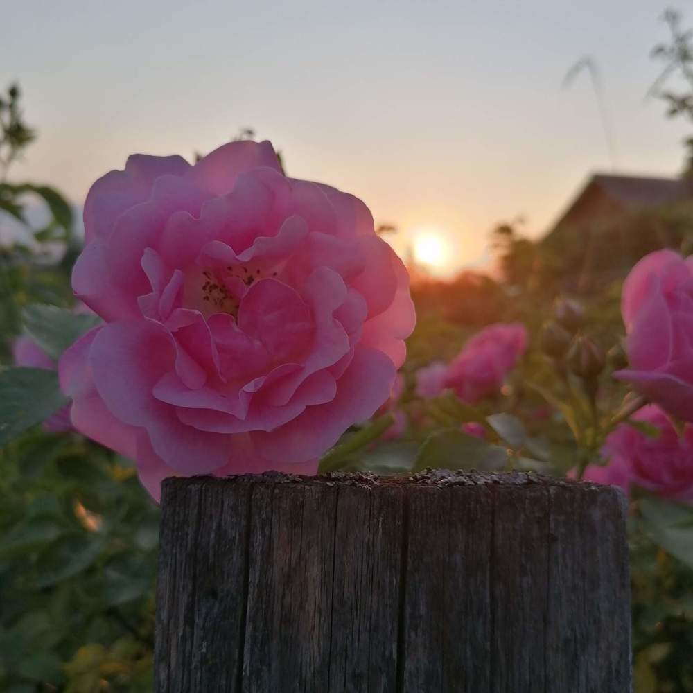 Photograph by Екатерина Супраненок