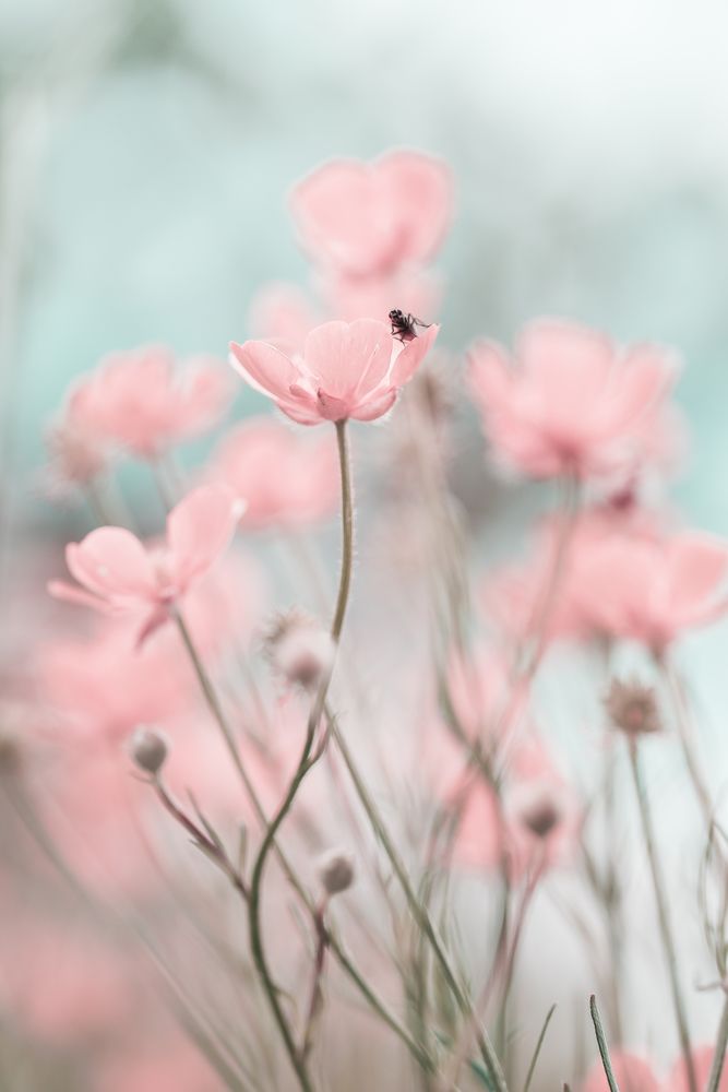 Photograph by Alla Matrosova