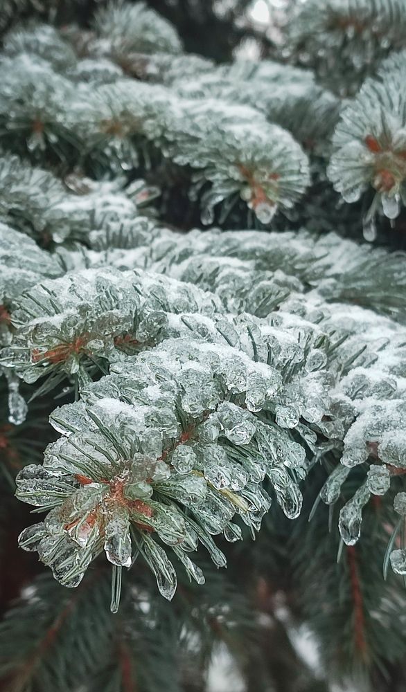 Фотография автора Анастасия Мамаева