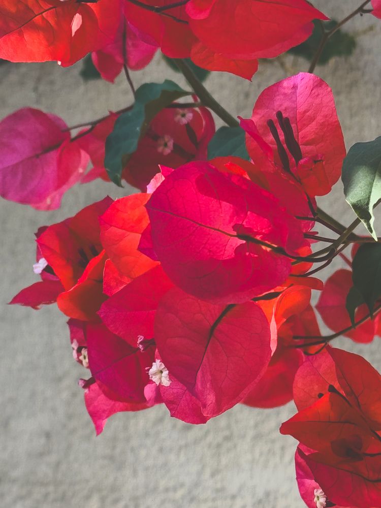 Photograph by Julia Smilovitsky