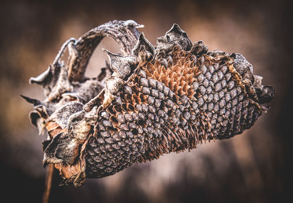 Photograph by Юлия Ковальчук