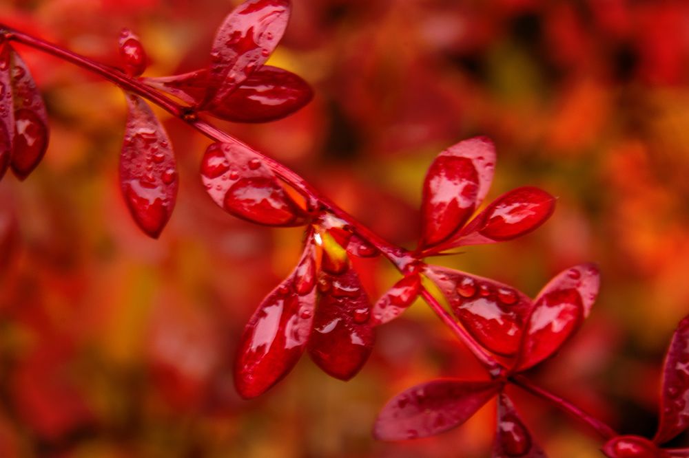 Листья барбариса