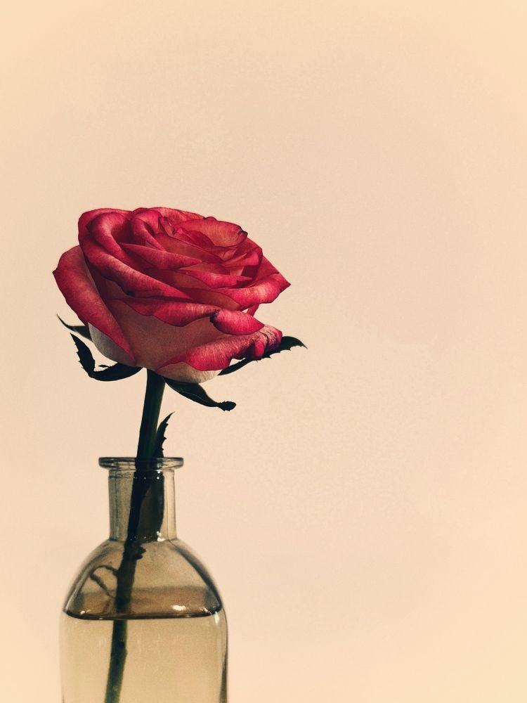 Фотография автора Елена Поживилко