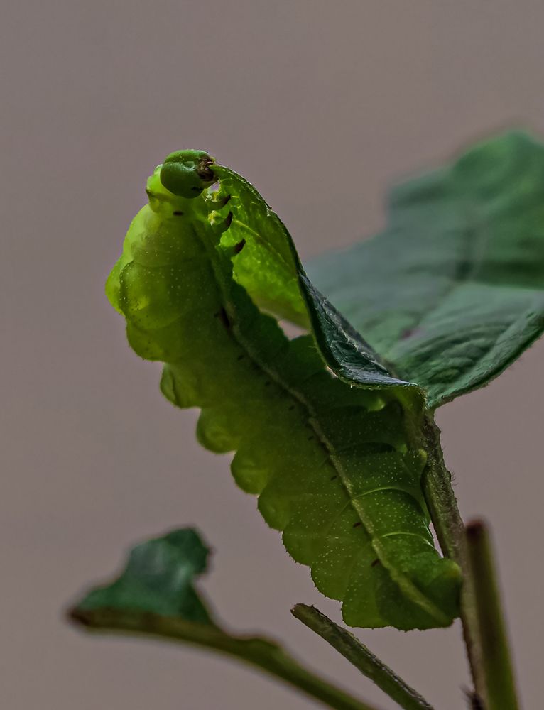 Photograph by Евгений Гонтов