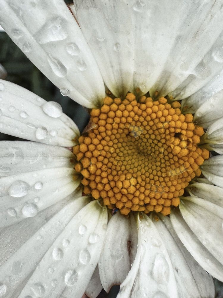 Фотография автора Елена Поживилко