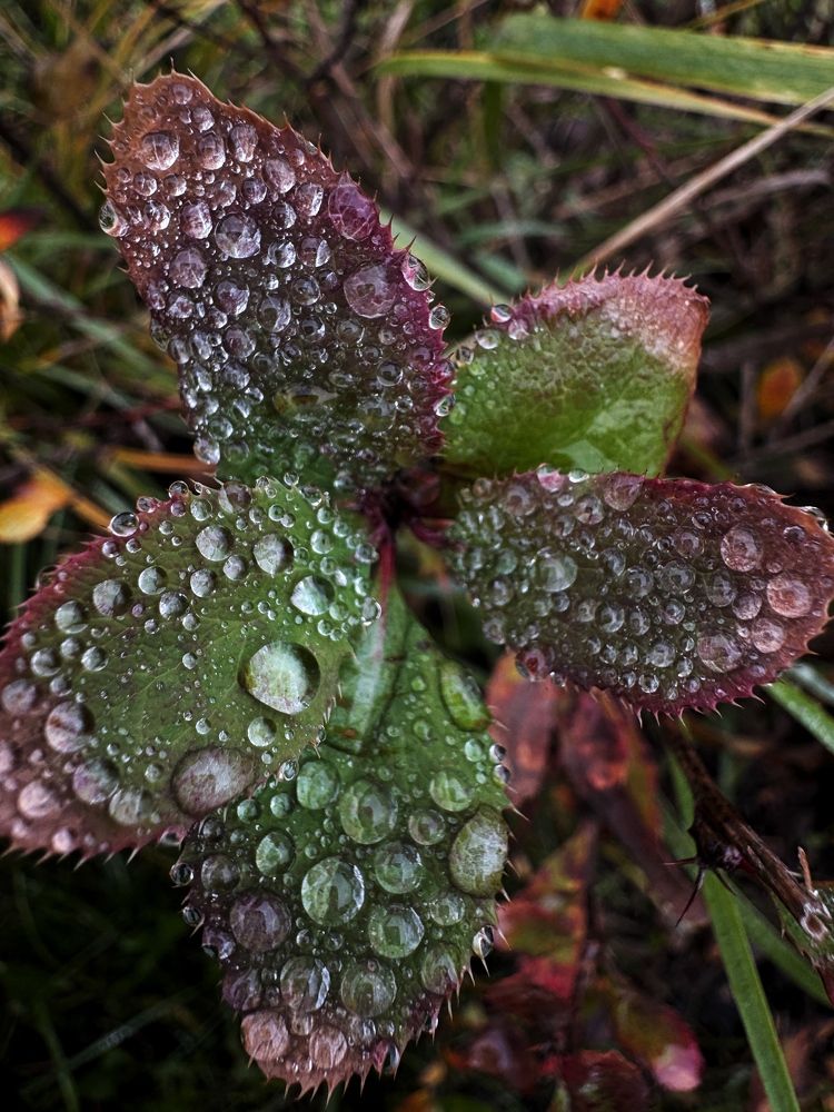 Фотография автора Елена Поживилко