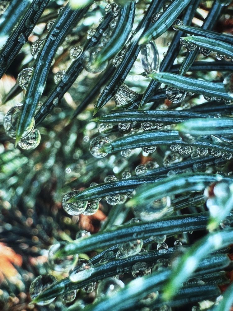 Фотография автора Елена Поживилко