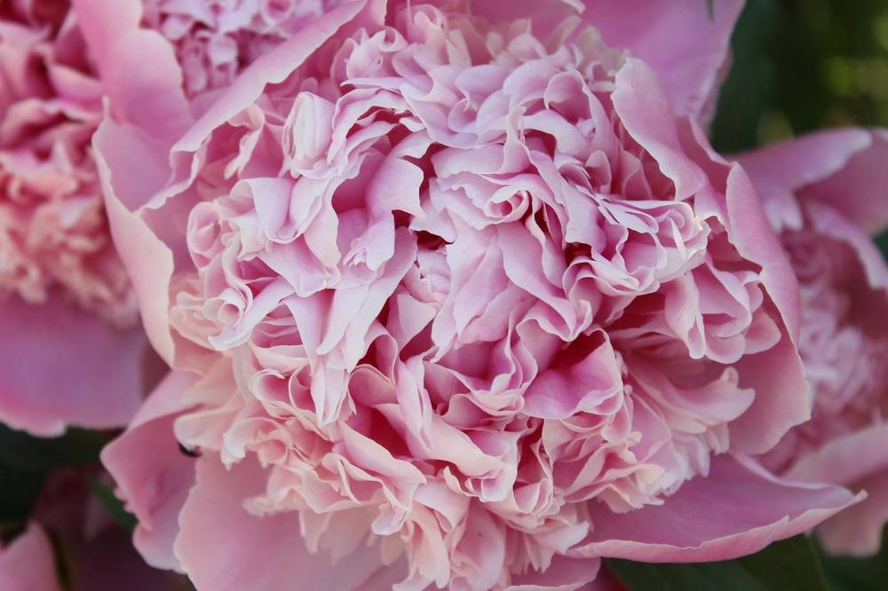 Photograph by София Лаврентьева