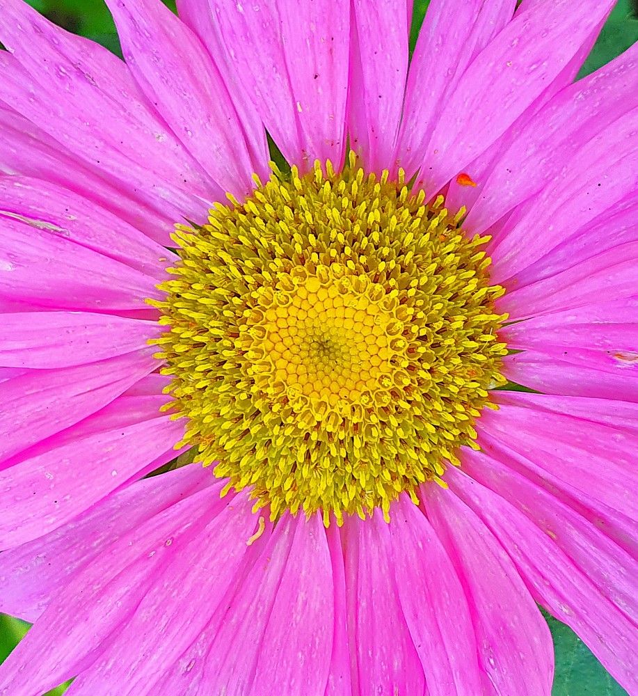 Photograph by Яна Галимуллина