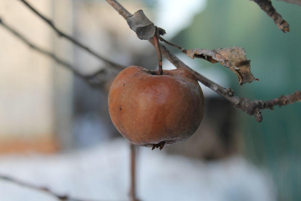 Photograph by София Лаврентьева