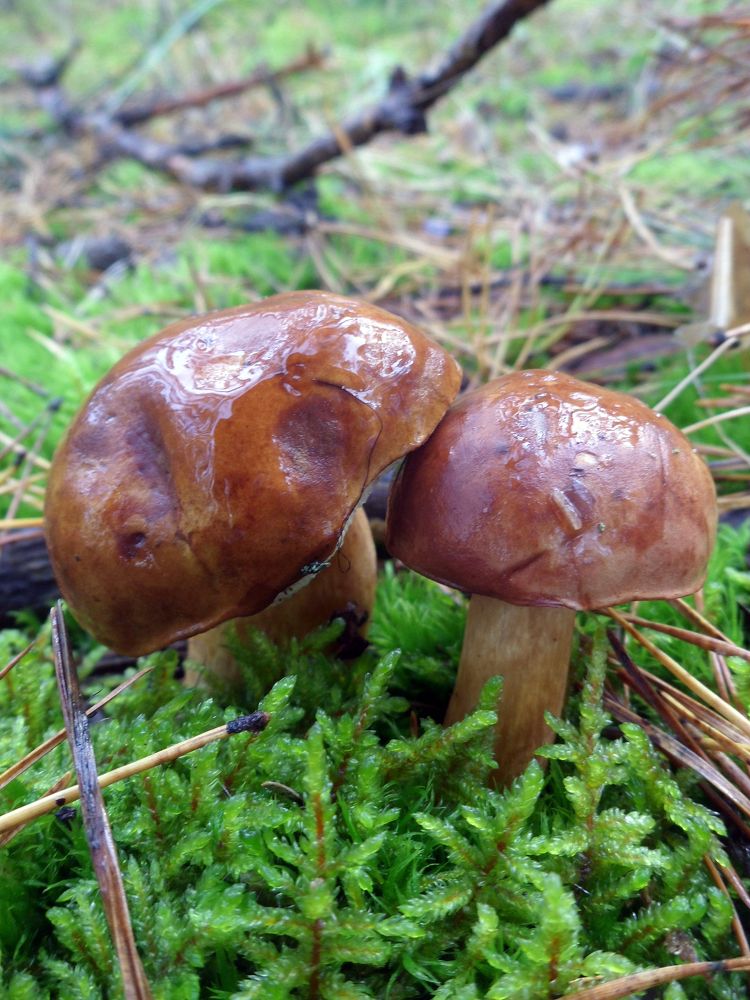 Photograph by София Лаврентьева