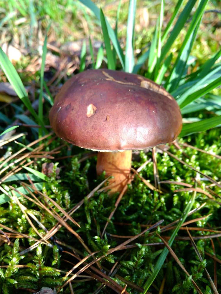 Photograph by София Лаврентьева