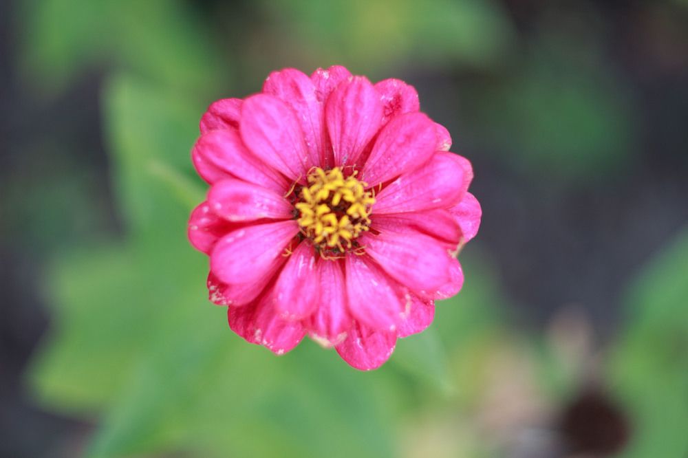 Photograph by Нелли Золотая