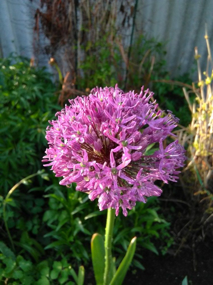 Фотография автора Дарья Петровская