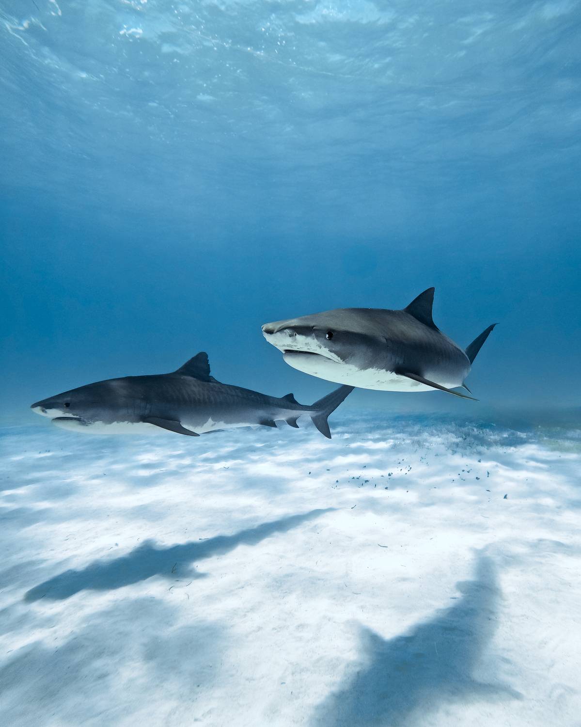 Фотография #11458467