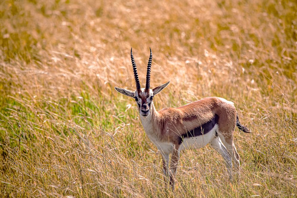 Photograph by Siamak Sabet