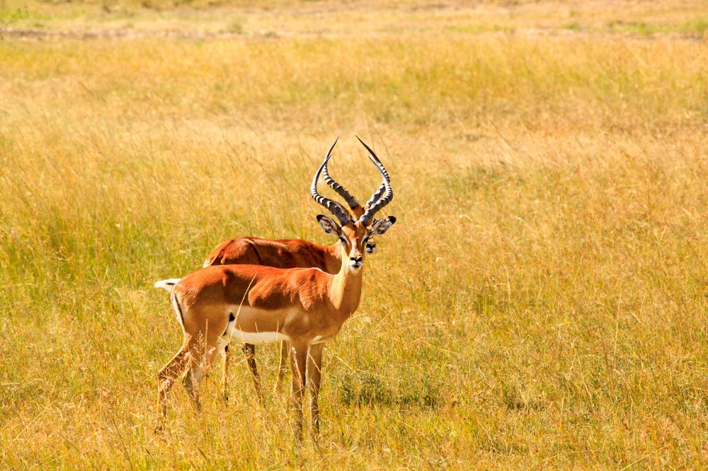 Photograph by Siamak Sabet