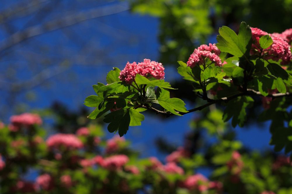 Photograph by Нелли Золотая