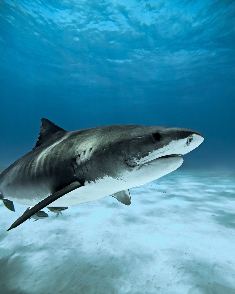 Photograph by Felipe Vasquinho