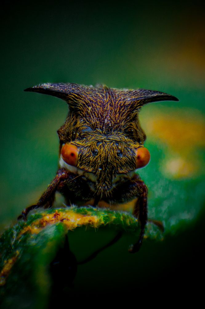 Photograph by Dewindu H. Fernando