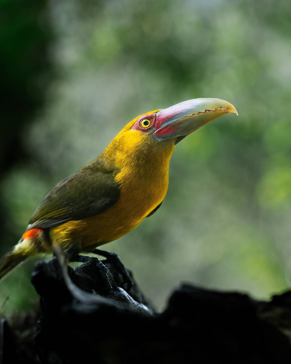 Фотография #11458521