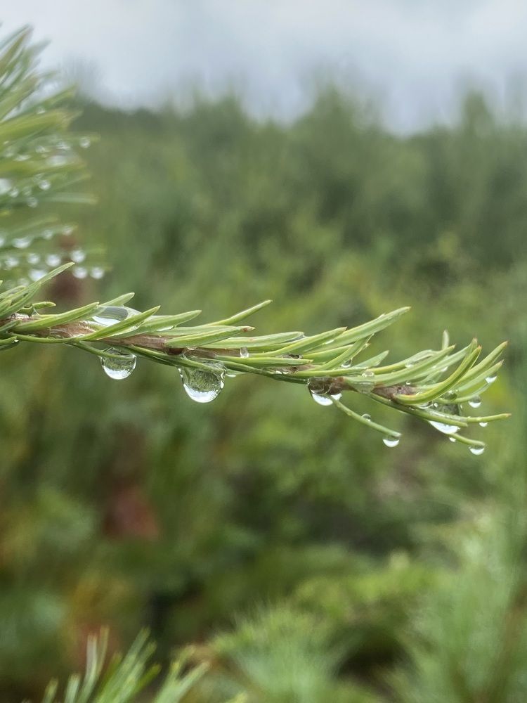 Фотография автора Наталья Вертугина