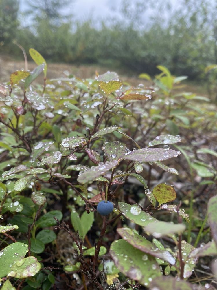 Фотография автора Наталья Вертугина