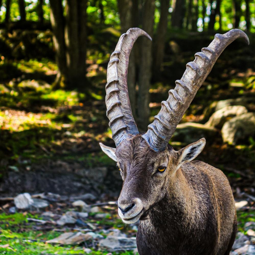 Photograph by Manan Raval