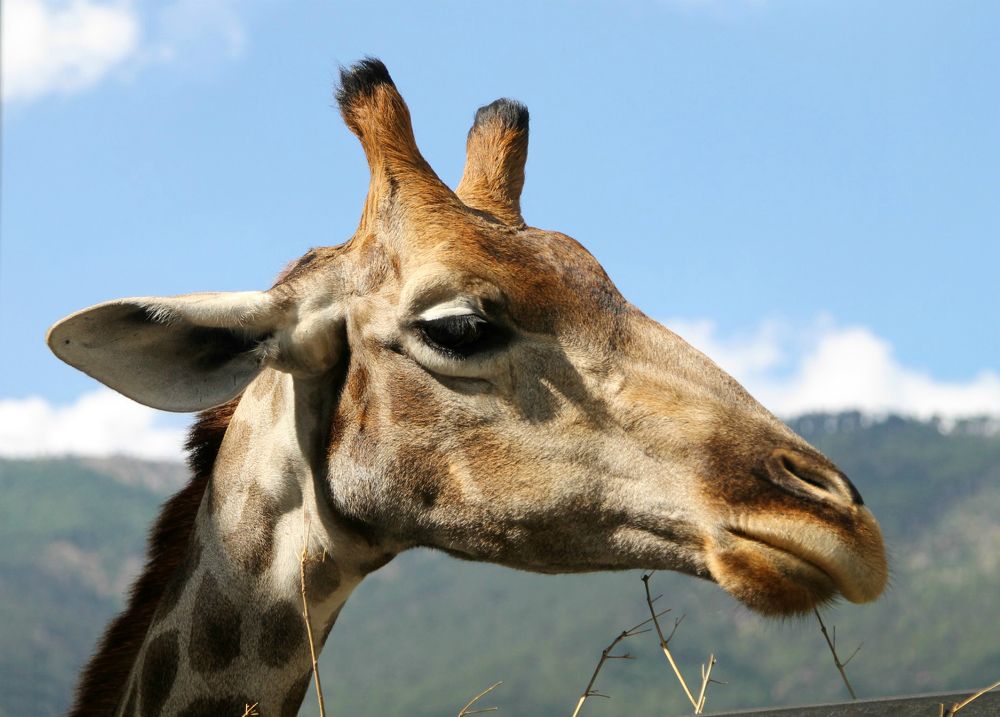 Photograph by София Лаврентьева