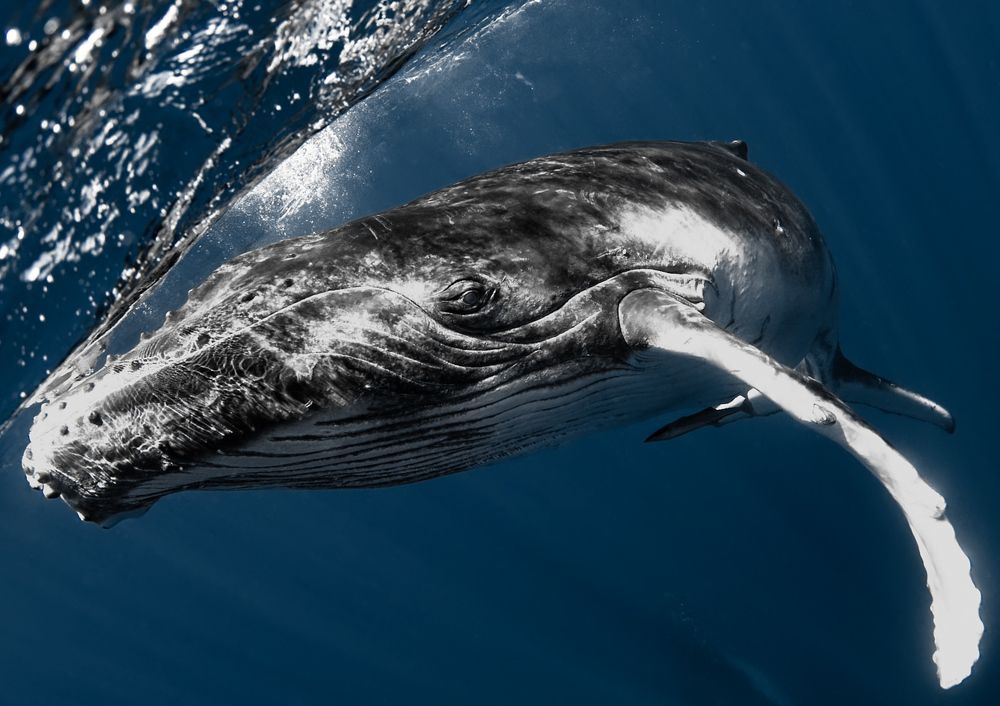 Humpback whale momentum
