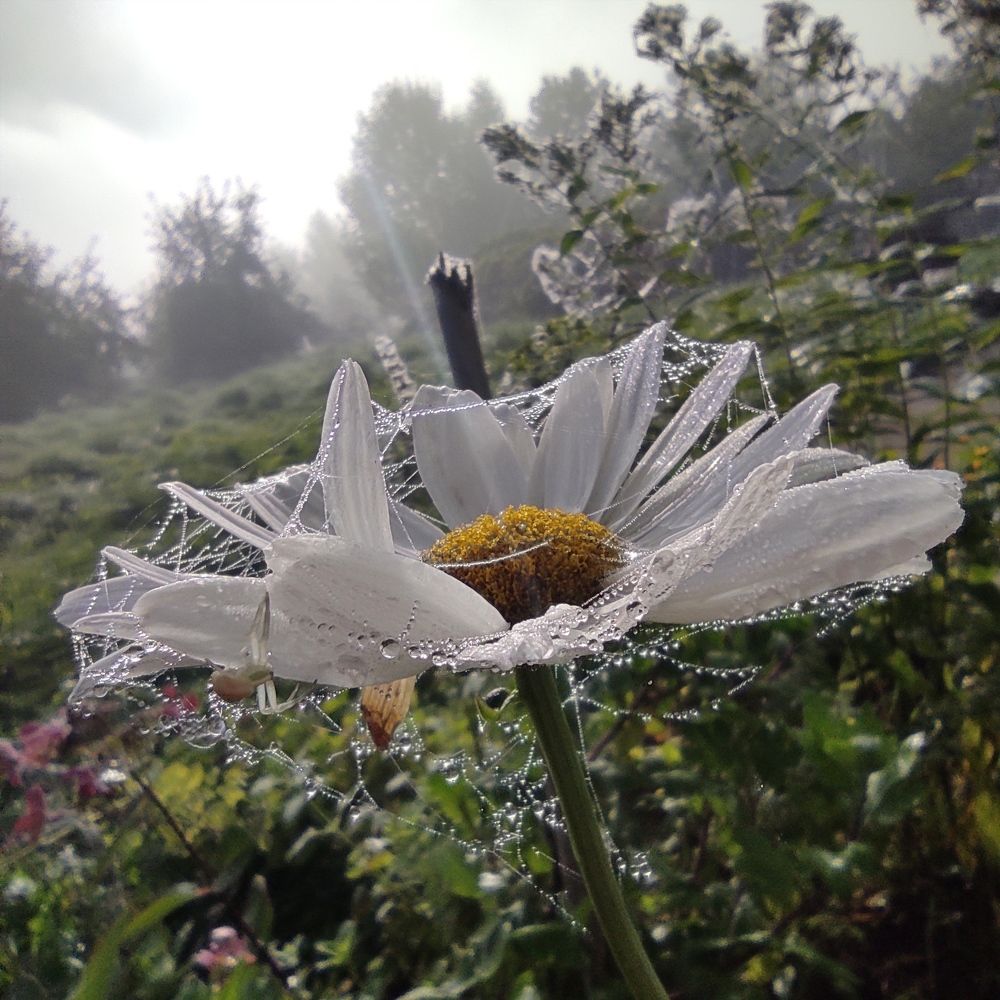 Photograph by Светлана Башаева