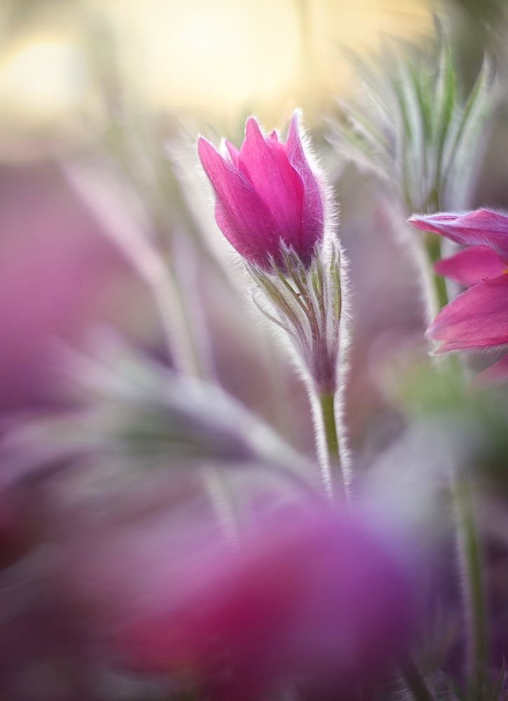 Photograph by S. Dana