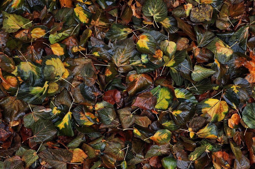 Москва, в парке.