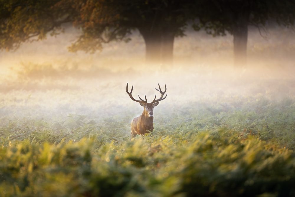 Photograph by Guido Frazzini