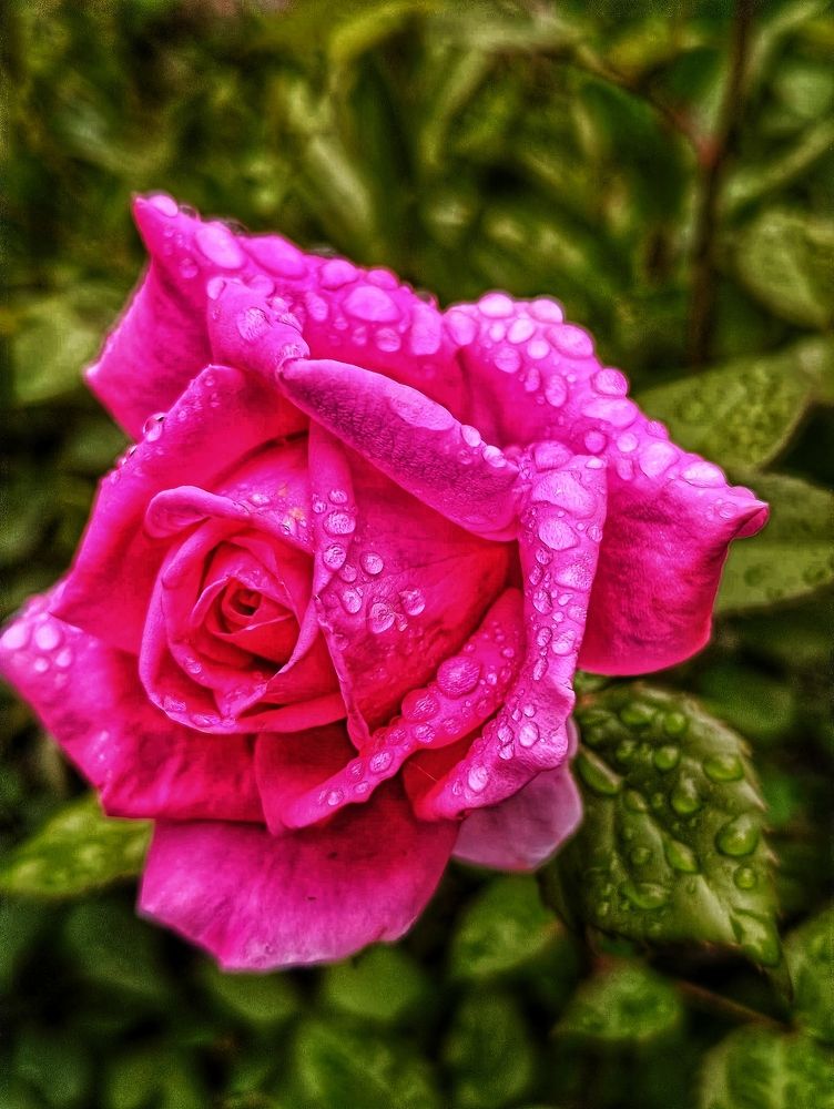 Фотография автора Оксана Радзиевская