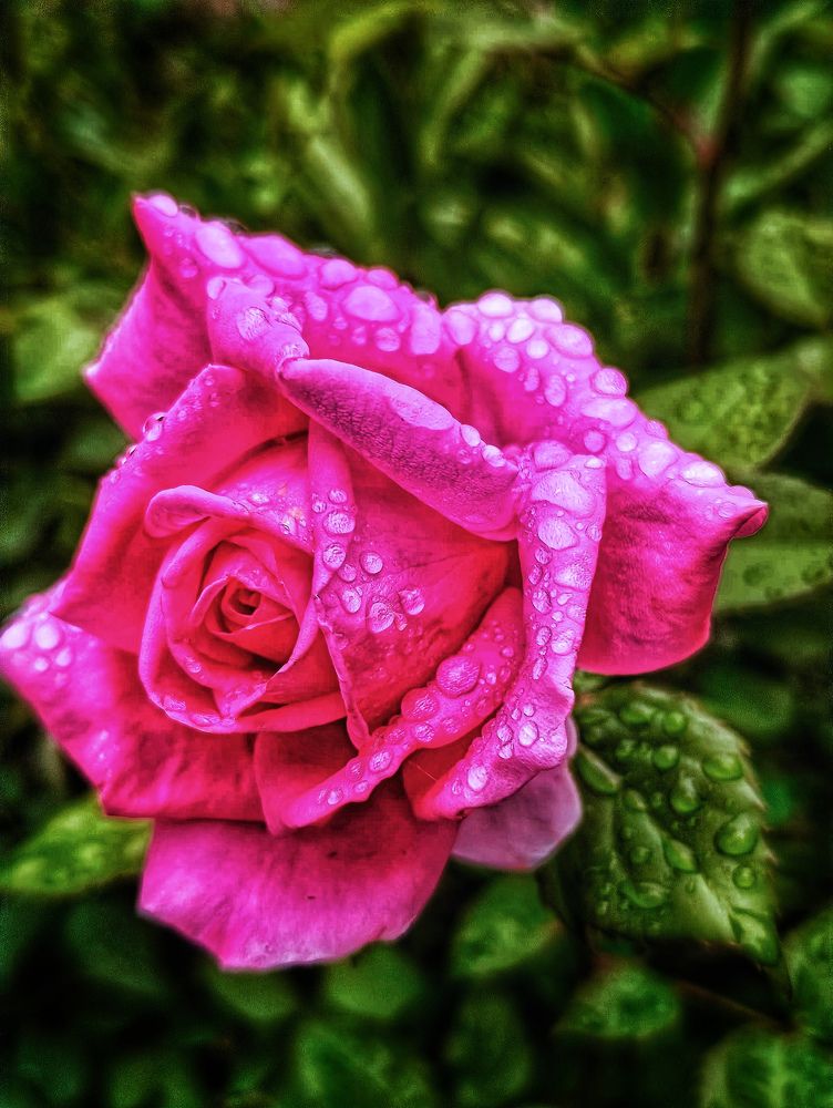 Фотография автора Оксана Радзиевская