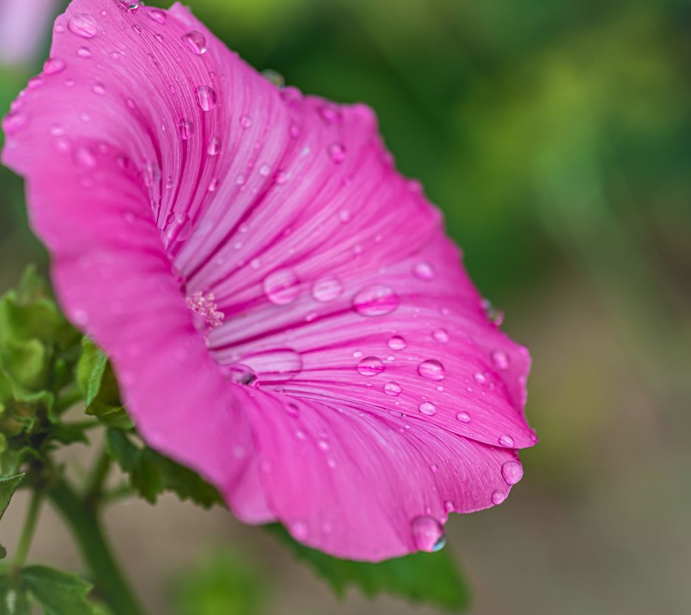 Photograph by Irina Luidinshina