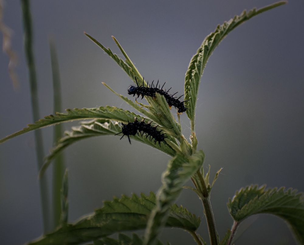 Photograph by Irina Luidinshina