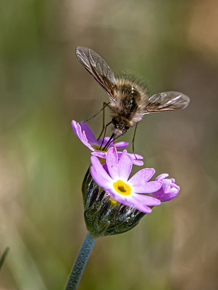 Photograph by Галина Мозолевская